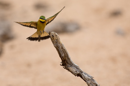 Littlie bee-eater flying to its perch to sit and restの写真素材