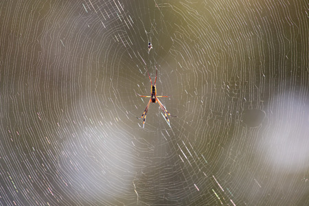 Golden orb spider sit on a web waiting for insects in the morning sunの写真素材