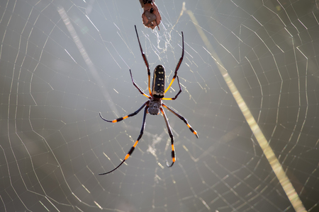 Golden orb spider sit on a web waiting for insects in the morning sunの写真素材