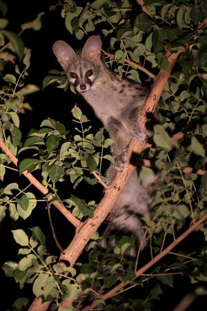 Genet with spots hiding in a tree at nightの写真素材