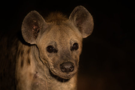 Scary hyena approach out of the darkness to scavenge foodの写真素材
