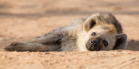 Tired hyena sleep on a dirt road in the early morningの写真素材
