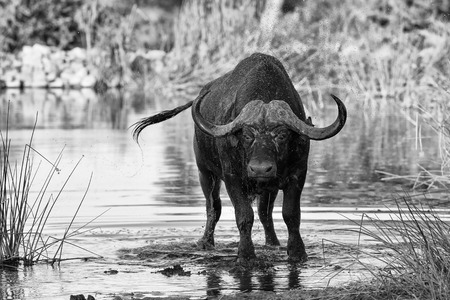 Thirsty Cape buffalo bull drinking water from a pond artistic conversionの写真素材