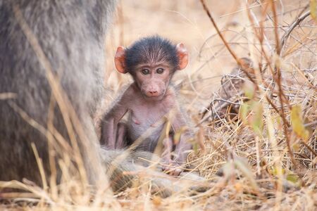 Baby baboon close to mother in long grass for safetyの写真素材