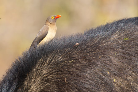 Cape buffalo with a red-billed ox-pecker looking for insectsの写真素材