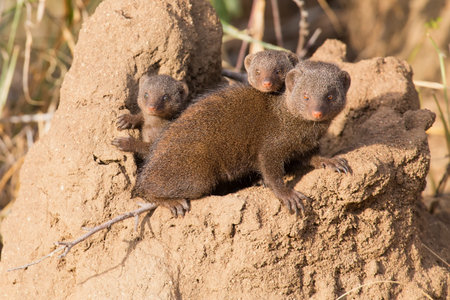 Dwarf mongoose family enjoy the safety of their burrow