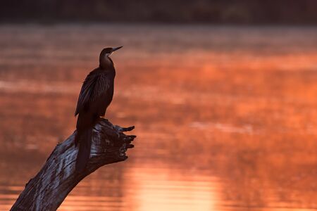 African darter sitting on a tree stump in pond at sunsetの写真素材