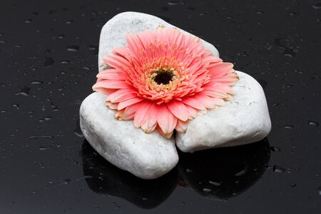 Pink gerbera laying on white rocks and dark wet surface with reflectionの写真素材