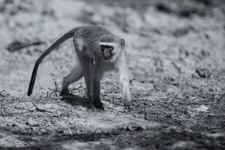 Vervet monkey drinking water from a pond with dry mud artistic conversionの写真素材