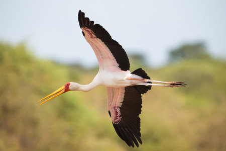 Yellow billed stork fly over a dam to land safely