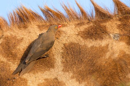 Red billed ox-pecker sitting on a giraffe neck hinting for some insectsの写真素材