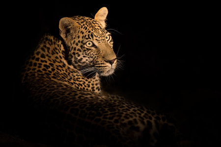 Leopard lay down in the darkness to rest and relaxの写真素材
