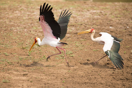 Two Yellow billed storks fight for domination of territory at a dam