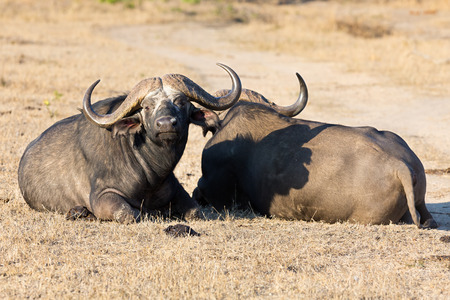 Two tired Cape buffalo lay down on brown grass restの写真素材