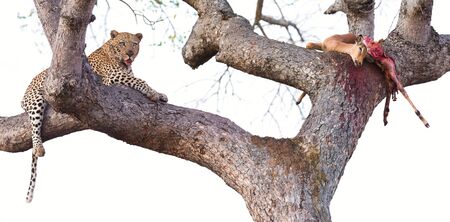 Leopard resting in a large tree with his kill half eatenの写真素材
