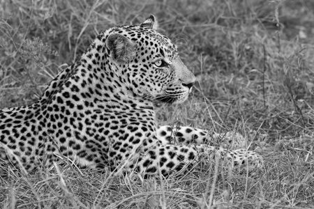 Leopard lay down in at dusk to rest and relax