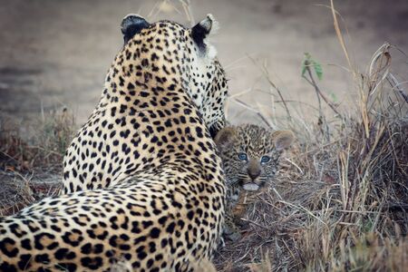Leopard mother cares for her cub in the gathering darknessの写真素材