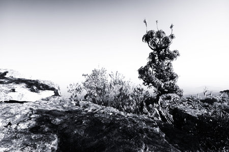 Aloe on high mountain rocks landscape at sunset clear skies artistic conversion