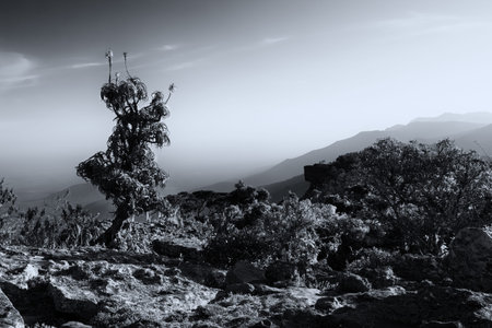 Aloe on high mountain rocks landscape at sunset clear skies artistic conversion