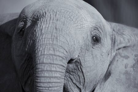 Elephant head and eye close-up with detail artistic conversionの写真素材