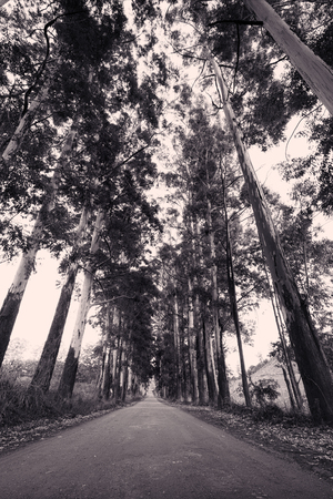 Narrow lane of eucalyptus trees on a dirt road artistic conversionの写真素材