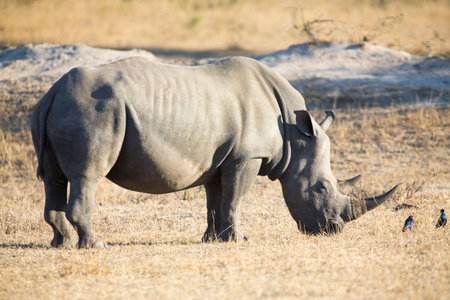 Lone rhino standing on a open area looking for safety from poachersの写真素材