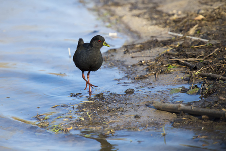 Black crake walking along the edge of a pond searching for insectsの写真素材