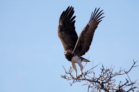 Martial eagle with large wings take off from a tree against blue sky