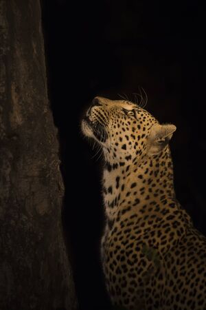 Leopard marks his territory on a tree in the darknessの写真素材