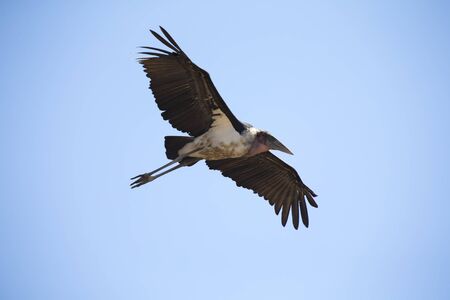 Marabou stork fly and glide in the blue skyの写真素材