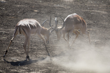 Two impala male fight on dusty and dry sandの写真素材