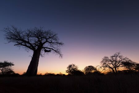 Large baobab tree without leaves at sunrise with a clear skyの写真素材