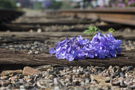 Old used railway tracks in and a small flower in colourの写真素材