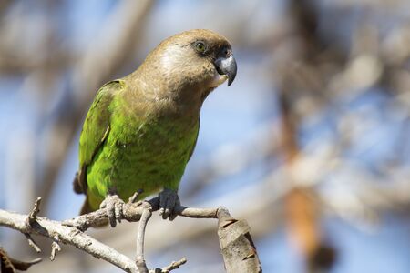Brown headed parrot sitting on a branch with lovely green feathersの写真素材