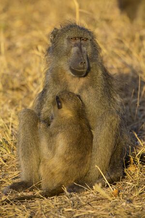 Baboon family play to strengthen bonds and having fun in natureの写真素材