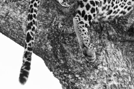 Close-up of a leopard paw in artistic conversionの写真素材