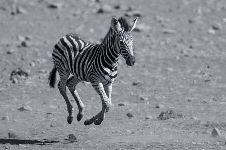 Zebra foal running away from danger to its momの写真素材