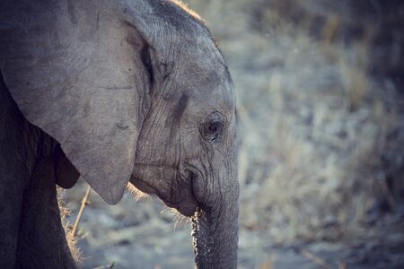 Elephant drinking and splashing water on a dry and hot dayの写真素材
