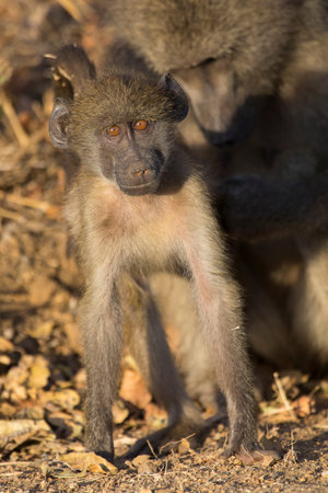 Baboon family play to strengthen bonds and having fun in nature