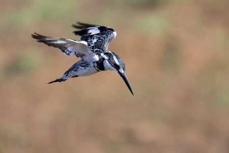 Pied Kingfisher hover in flight to hunt for fishの写真素材