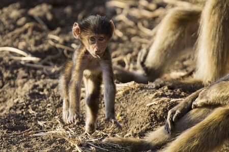Baboon family play to strengthen bonds and having fun in natureの写真素材