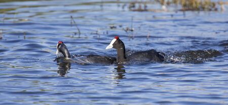 Two red knobbed Coots chasing each other in a courtshipの写真素材