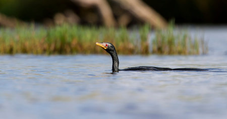 Reed Cormorant swim in a pond to hunt for fish