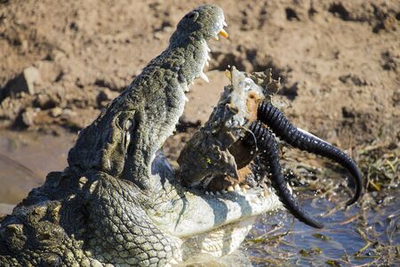 Big crocodile eats the head of a springbok with hornsの写真素材