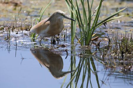 Squacco Heron hunting for food among reeds and shallow waterの写真素材