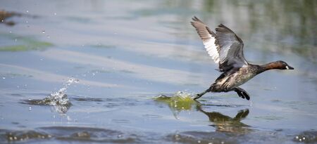 Lesser Grebe running on a pond to escape from dangerの写真素材