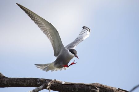 Whiskered tern in flight with open wings and red billの写真素材