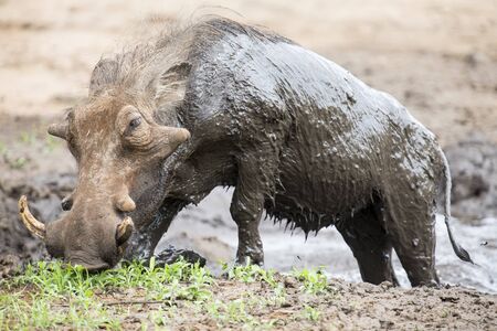 Lone warthog playing in wet mud to cool offの写真素材