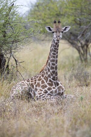 Lone young giraffe laying in the bush to restの写真素材
