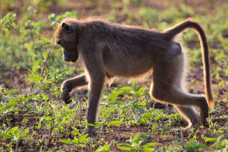 Baboon forage for food in the early morning sunshine